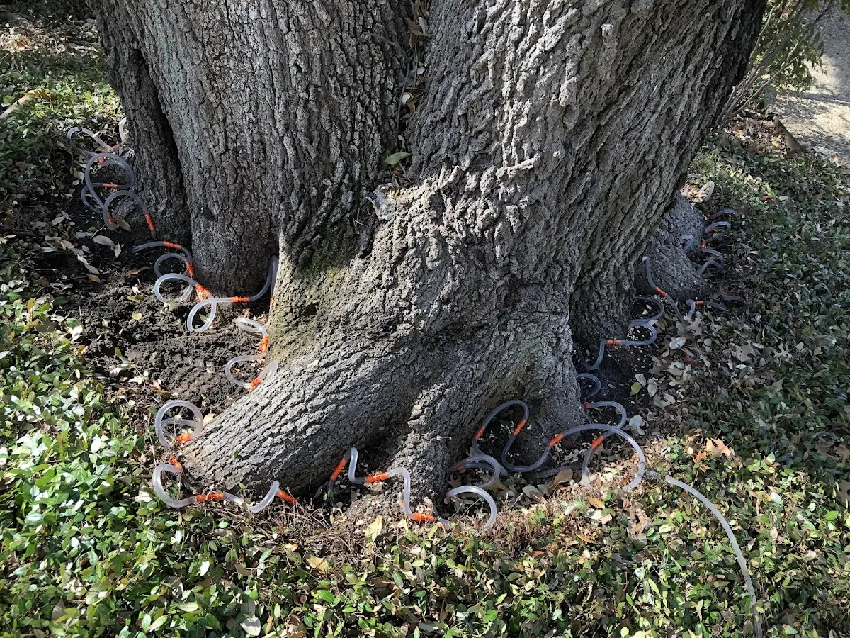 Detailed Shrub and Hedge Trimming job site in Tucker