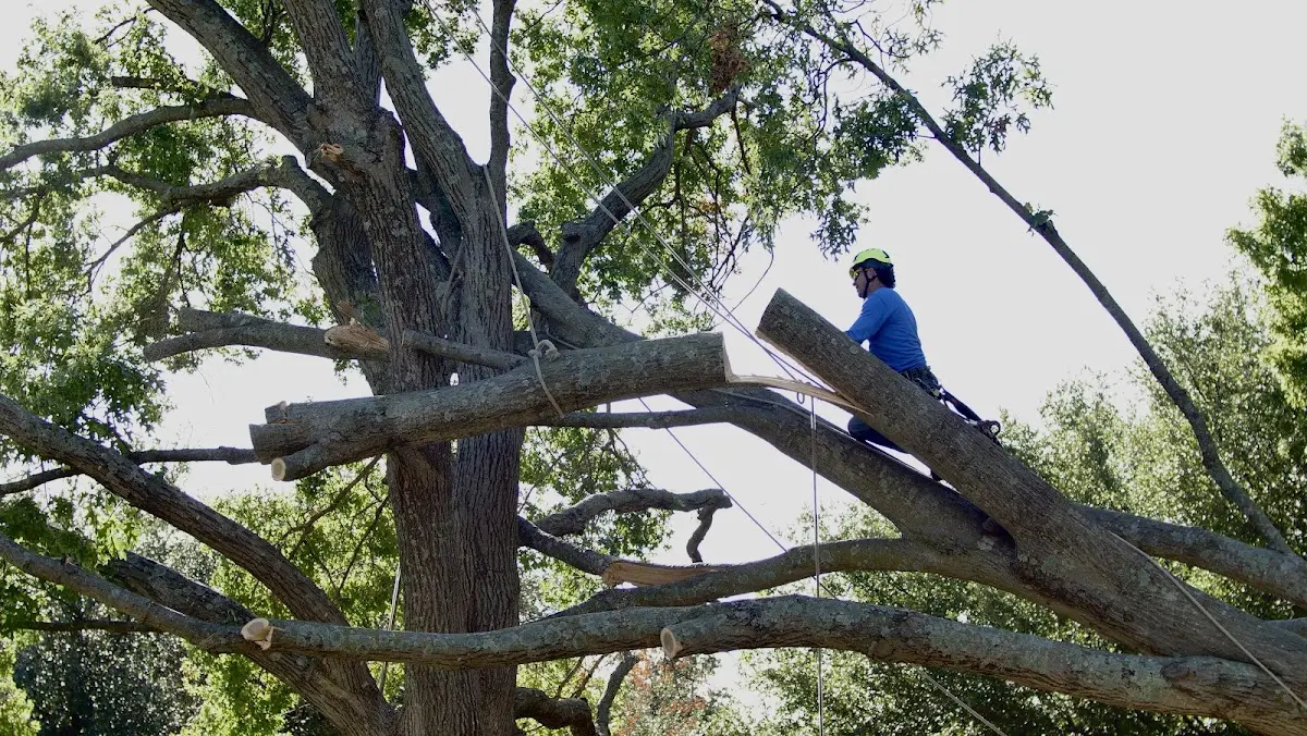 Professional Hazardous Tree Removal performed by certified arborists in Tucker