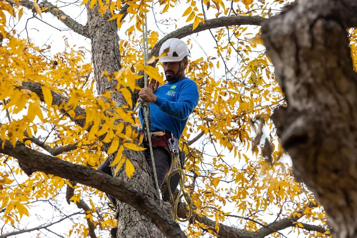 Skilled Storm Damage Cleanup crew working in Tucker